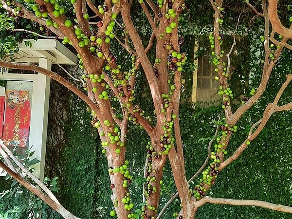 水果公園裡的樹葡萄剛收成時的盛況。圖/江貴滿提供