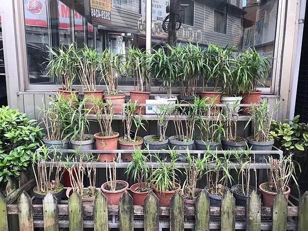 得和里的路上都種滿植物。圖/甄曌珞攝影