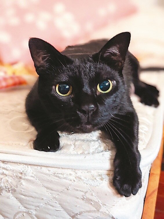 許多人養貓作伴,當家人寵愛。記者陳弘逸/攝影