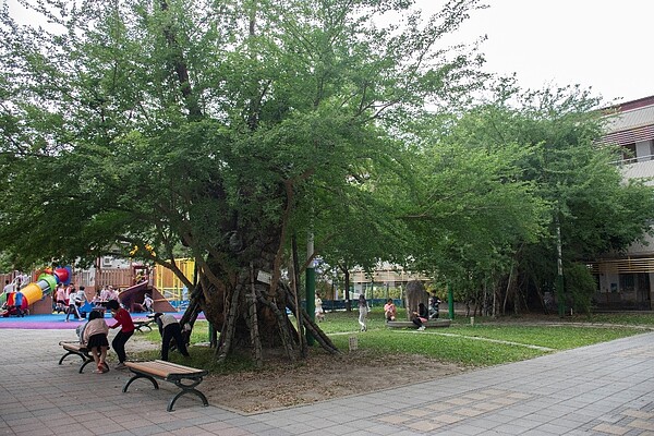 校內兩棵百年夫妻樹是課程老師,曾獲北市第一屆樹益獎。圖/江翊柔攝