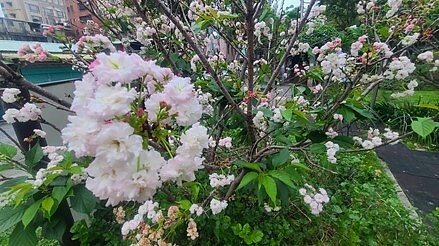 保德里特色農作茉莉花。圖/林卓安攝