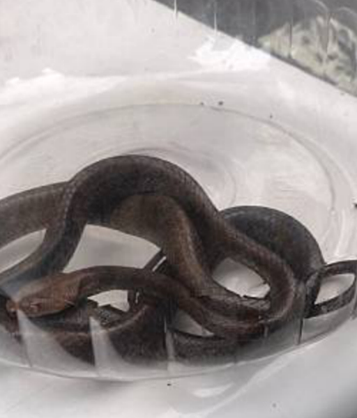 高雄市捕蜂捉蛇任務6月21日全面回歸農業局,民眾若有捕蜂捉蛇需求,打1999就可受理。圖/高雄市農業局提供