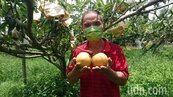 疫情影響彰化高接梨產銷　銷售量減少三成優質水梨待售