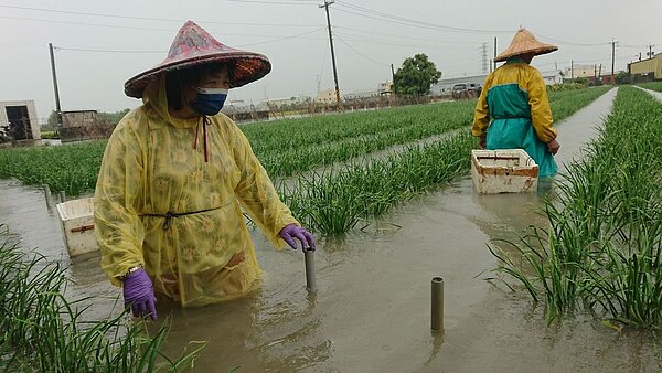 韭菜田淹水,農民泡在水裡搶收。記者簡慧珍/攝影