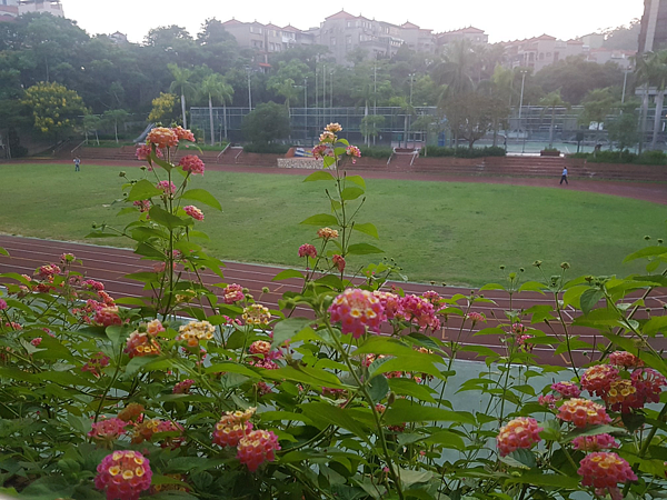 大湖國小的操場與戶外球場,廣受師生與鄰近居民喜愛。圖/擷取自台北市大湖國民小學FB粉絲專頁