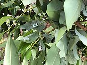 荔枝椿象卵片收購結束卻還未領到賞金　最多全家47萬元