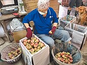 夏季淡粉蓮霧也很甜　外銷夯