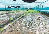 疫情天氣影響菜價　雲嘉農民心情三溫暖
