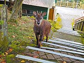 大雪山森林遊樂區休園　野生動物逛大街