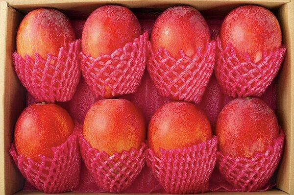 枋山芒果。圖/記者劉星君攝影