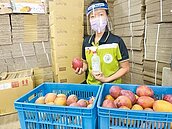 枋山芒果遭汙名退貨　龍應台挺果農