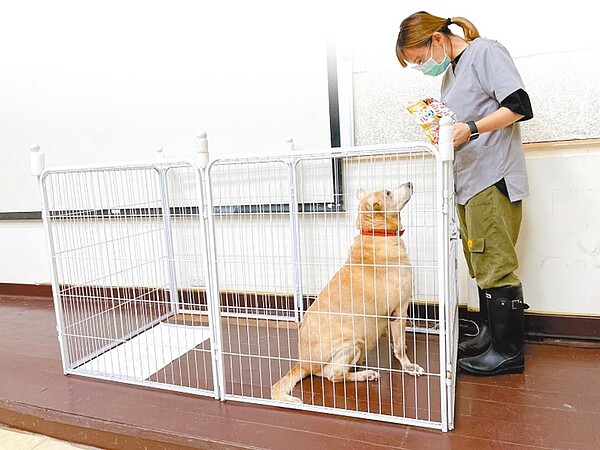 疫情嚴峻,民眾閒在家,北市動保處接受領養申請的數量與電話量暴增,應接不暇。(北市動保處提供/張穎齊台北傳真)