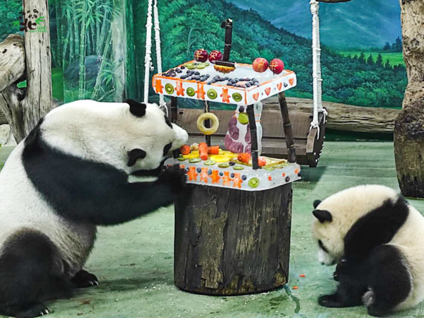 貓熊圓寶滿周歲，動物園特製蛋糕為牠慶生。圖／台北市立動物園提供