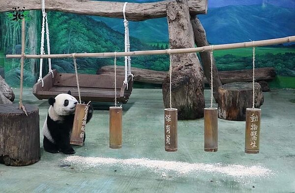 圓寶抓周一把抓下「營養調配師」。圖/台北市立動物園提供