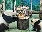 貓熊「圓寶」滿周歲　抓周最想做「這行」