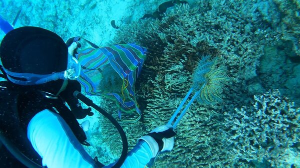 潛水人員下水移除棘冠海星，避免衝擊珊瑚礁生態。圖／鄭明修提供