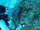 40年沒看過的慘狀！棘冠海星大爆發　重創太平島珊瑚礁