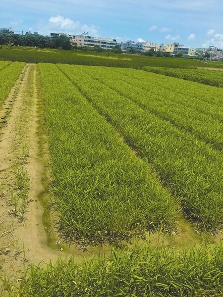 高雄市連日豪雨又雨後豔陽，種植葉菜類大宗的梓官區葉菜幾乎損壞，僅剩不受豪雨影響的空心菜及地瓜葉可採收。圖／林雅惠攝