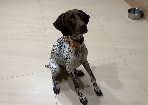 毛寶貝簡易居家指令訓練新北動保處教秘訣。圖/新北市府提供