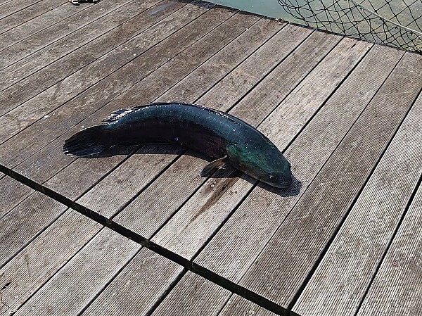 日月潭漁民近期獵捕魚虎,未料魚虎為閃避捕捉,頑強抵抗竟跳上岸邊漁筏。圖/讀者提供