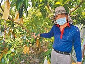 台南大內酪梨上市　農民憂疫情傷產銷