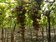 梅雨重傷二林釀酒葡萄　產量減半