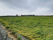 滿倉加上品質影響　彰化一期稻收購尾聲價格疲軟直落