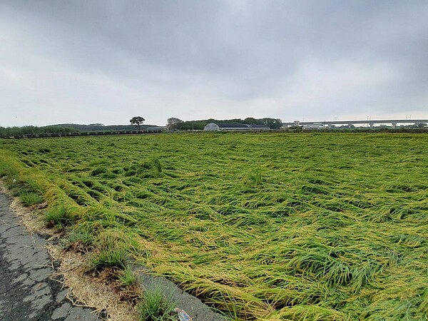 6月底中部地區連日豪雨,導致彰化部分稻作倒伏。圖/彰化縣政府提供