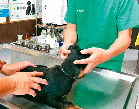 獸醫師在這波防疫中未被當作醫療從業人員,至今仍是疫苗局外人。示意圖/聯合報系資料照