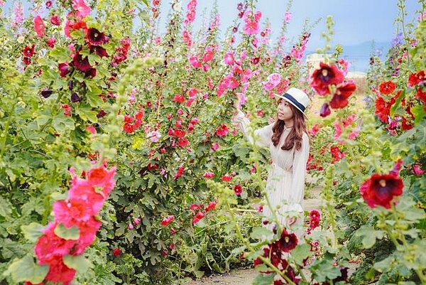 圖/台南市觀旅局提供