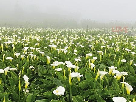 陽明山竹子湖海芋生態農園體驗之旅,即將展開。圖∕陳愛珠