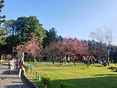 中正紀念堂櫻花季好繽紛　花開富貴幸福快樂