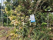 派2.4萬平腹小蜂上工　護嘉市90公頃荔枝龍眼田