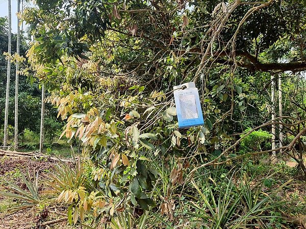 為防治荔枝椿象,嘉市府2021年預計釋放2萬4000多隻平腹小蜂。圖/嘉義市政府提供