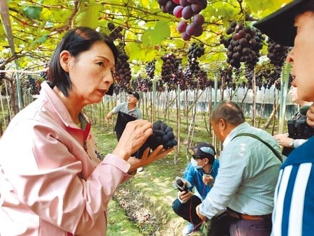 鳳梨價格上揚，反倒是彰化溪湖的早春葡萄受南投冬季葡萄庫存、消費者大力採購鳳梨影響，價格比往年下滑2成。圖／中時資料照