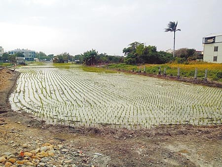 台灣水情吃緊、政府需要拿出更實際行動才行。圖為彰化地區春耕插秧作業。（謝瓊雲攝）