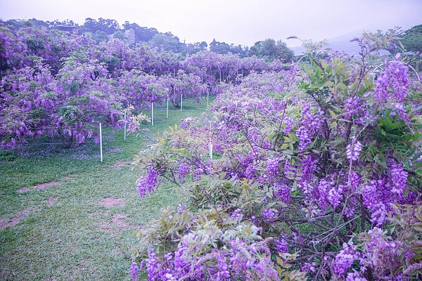 新北市淡水區「紫藤咖啡園」因虧損多,店家考慮今年花期結束後就停業。圖/記者王敏旭攝影