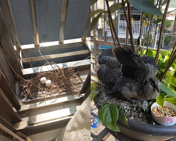 看到原PO家窗台上有鳥巢,網友喊讚:你家是福地。圖/截自《爆怨公社》