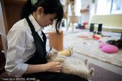 店員對顧客「毛手毛腳」　東京貓咪咖啡館好療癒