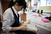 店員對顧客「毛手毛腳」　東京貓咪咖啡館好療癒
