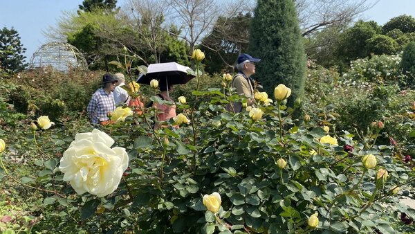 台北玫瑰園中萬紫千紅玫瑰現正綻放中，成為今年春季最夯賞花、打卡聖地。圖／北市公園處提供
