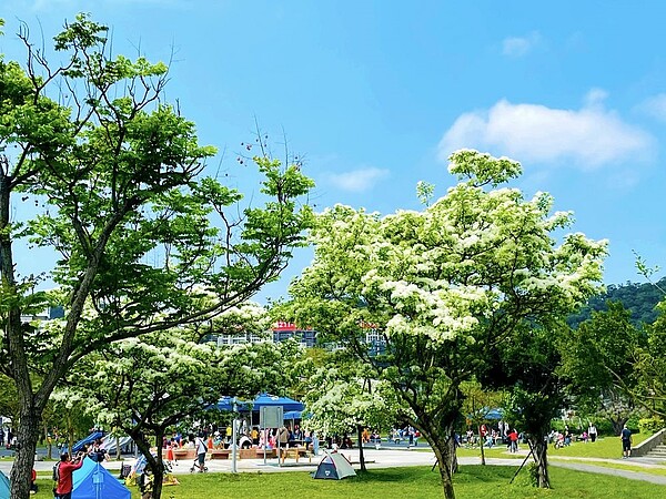 流蘇繽紛綻放,開花時純白色花朵有如在翠綠枝葉覆上皚皚白雪般。圖/新北市政府提供