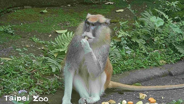 北市動物園的紅猴「男道」15日趁亂逃家，至今下落不明。圖／台北市立動物園提供