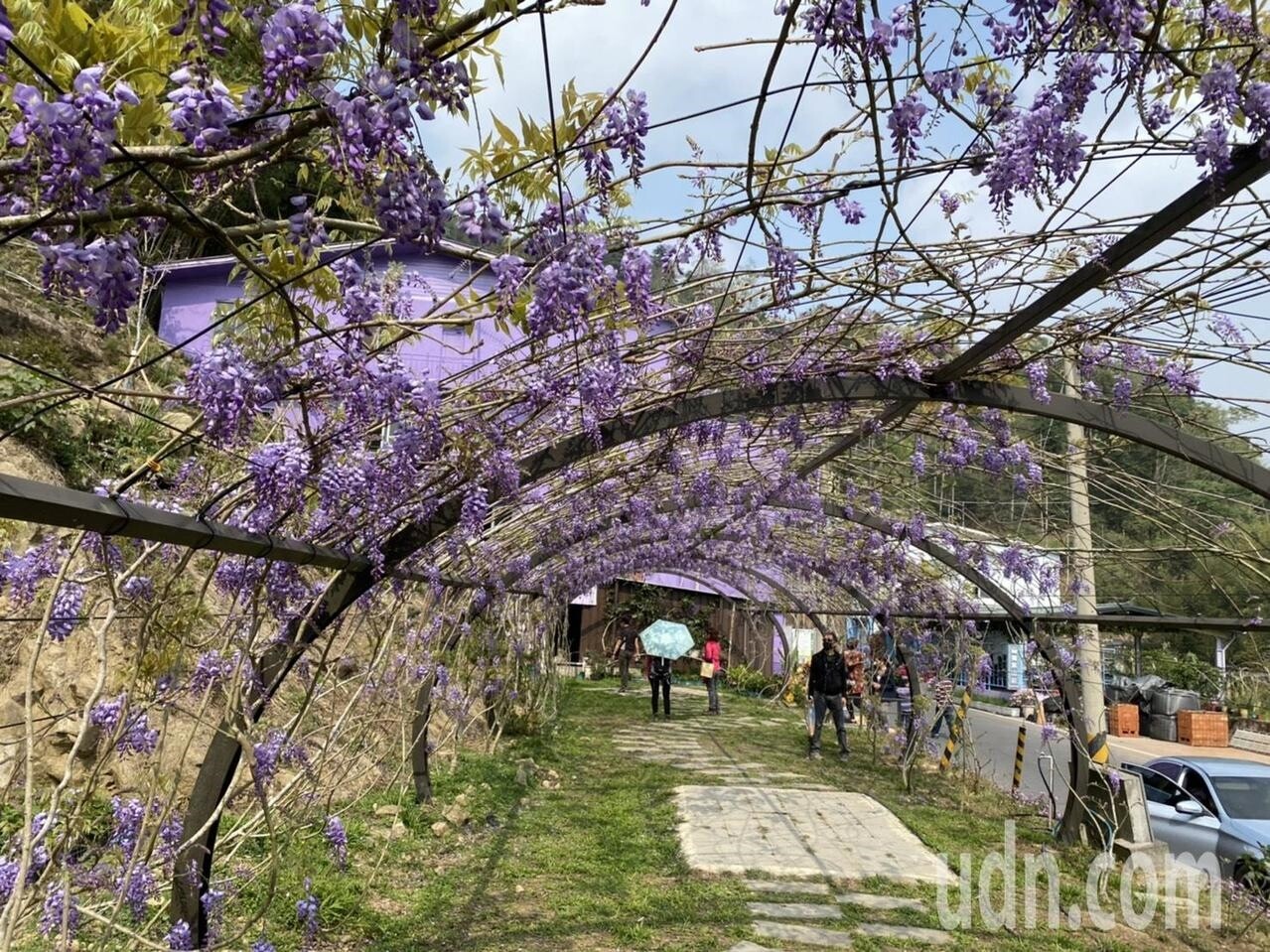 嘉義縣梅山鄉瑞里風景區紫藤花季登場，目前花開約4成，本周進入盛開期，紫藤花瀑浪漫美麗吸睛迎客。記者魯永明／攝影