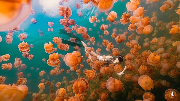 帛琉熱門景點都會在第一波旅遊泡泡規畫內。圖為水母湖。圖/ KKday提供