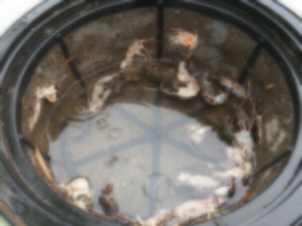 澳洲一位居民發現自家水塔水面漂浮12隻老鼠屍體。圖/截自Louise Hennessy臉書