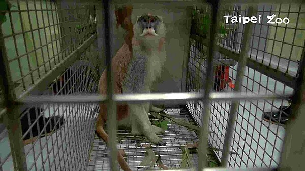 紅猴「男道」翹家三天,最終不敵蘋果攻勢,被誘捕回家。圖/台北市立動物園提供