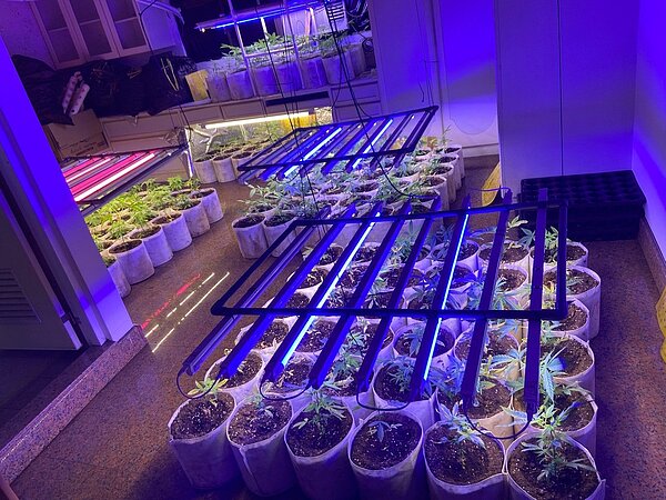 無業的郭姓男子向不知情的飲料店老闆,承租飲料店的2樓、3樓、4樓,以樓下的飲料店作為掩護,涉嫌與友人種植大麻,經刑事警局查獲,查扣大麻活株362株、乾燥大麻花1282克等。圖/警方提供