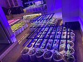 以飲料店掩護大麻製造工廠　警扣大麻活株362株