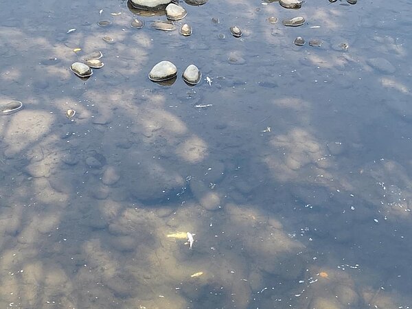 台中市外埔綠能生態園區旁的集會所溪發生魚群集體暴斃,水面浮現魚屍,空氣瀰漫魚腥臭味。(台中市環保局提供/王文吉台中傳真)